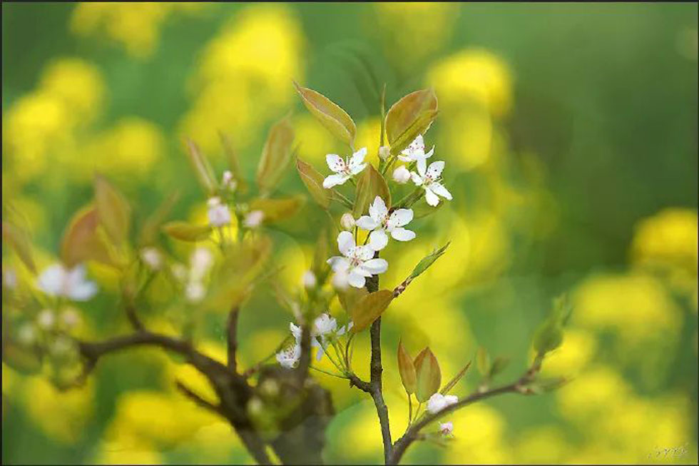 【春天,广西桂林灌阳县向您发出邀请!】我们在灌阳看梨花 - 游山玩水 - 盐城生活社区 - 盐城28生活网 yancheng.28life.com