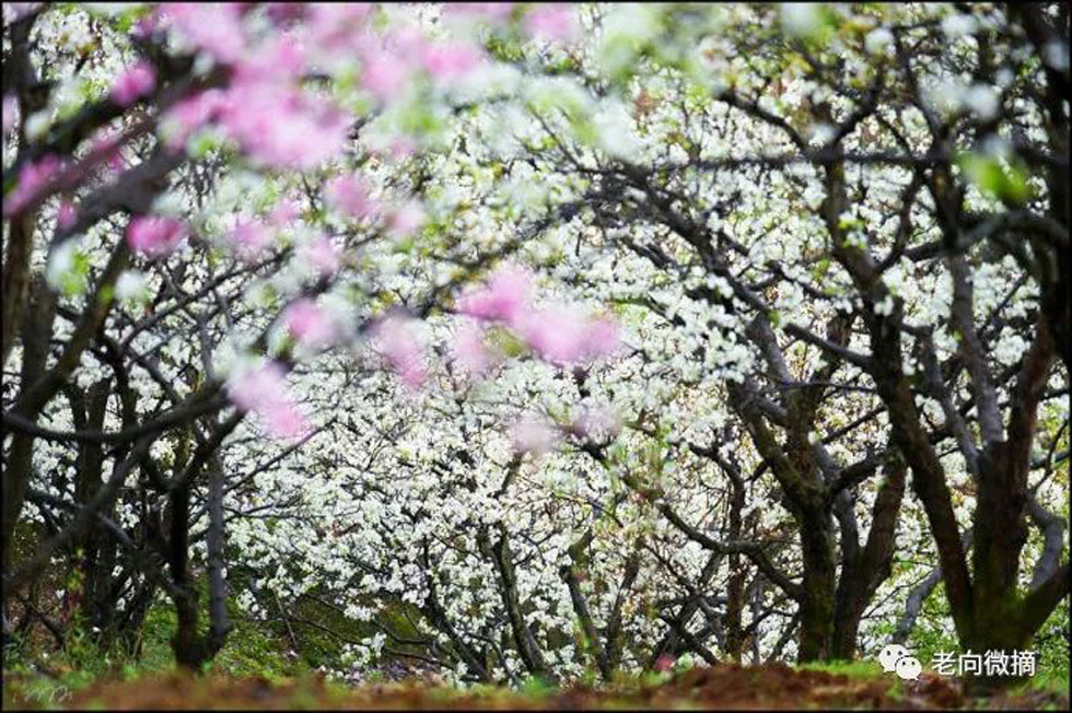 【春天,广西桂林灌阳县向您发出邀请!】我们在灌阳看梨花 - 游山玩水 - 盐城生活社区 - 盐城28生活网 yancheng.28life.com