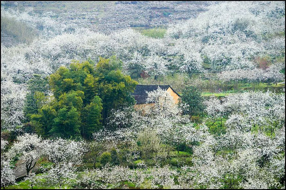 【春天,广西桂林灌阳县向您发出邀请!】我们在灌阳看梨花 - 游山玩水 - 盐城生活社区 - 盐城28生活网 yancheng.28life.com