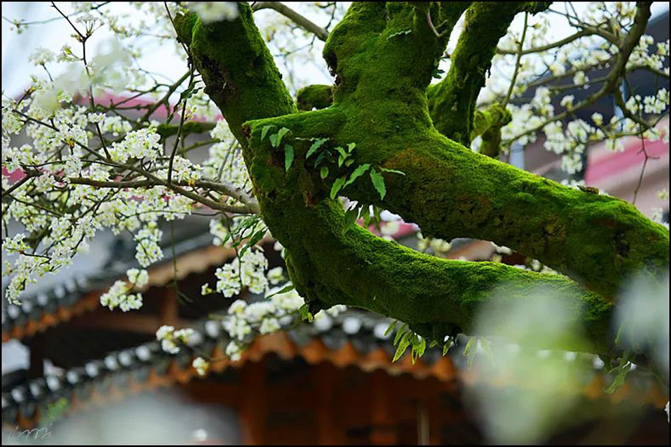 【春天,广西桂林灌阳县向您发出邀请!】我们在灌阳看梨花 - 游山玩水 - 盐城生活社区 - 盐城28生活网 yancheng.28life.com