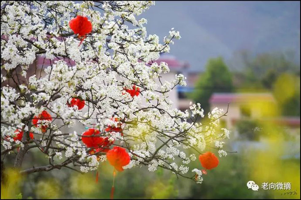 【春天,广西桂林灌阳县向您发出邀请!】我们在灌阳看梨花 - 游山玩水 - 盐城生活社区 - 盐城28生活网 yancheng.28life.com