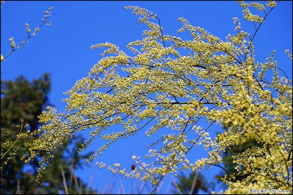 【春天,广西桂林灌阳县向您发出邀请!】米珠山前有片山苍子花在飘香 - 游山玩水 - 盐城生活社区 - 盐城28生活网 yancheng.28life.com