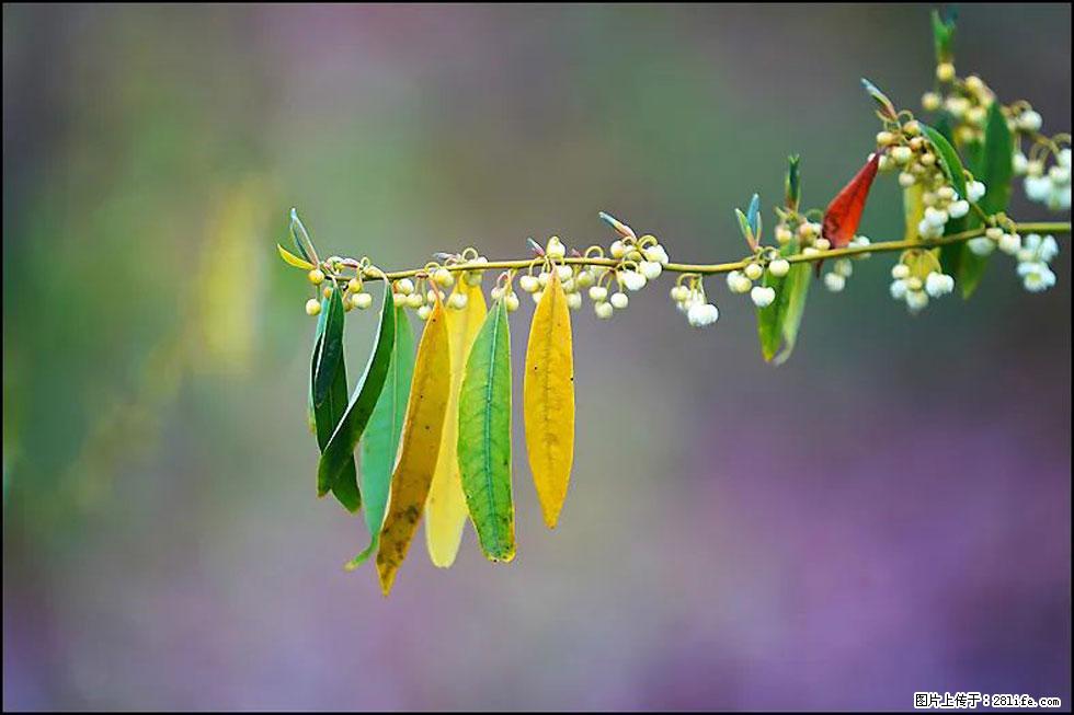 【春天,广西桂林灌阳县向您发出邀请!】米珠山前有片山苍子花在飘香 - 游山玩水 - 盐城生活社区 - 盐城28生活网 yancheng.28life.com