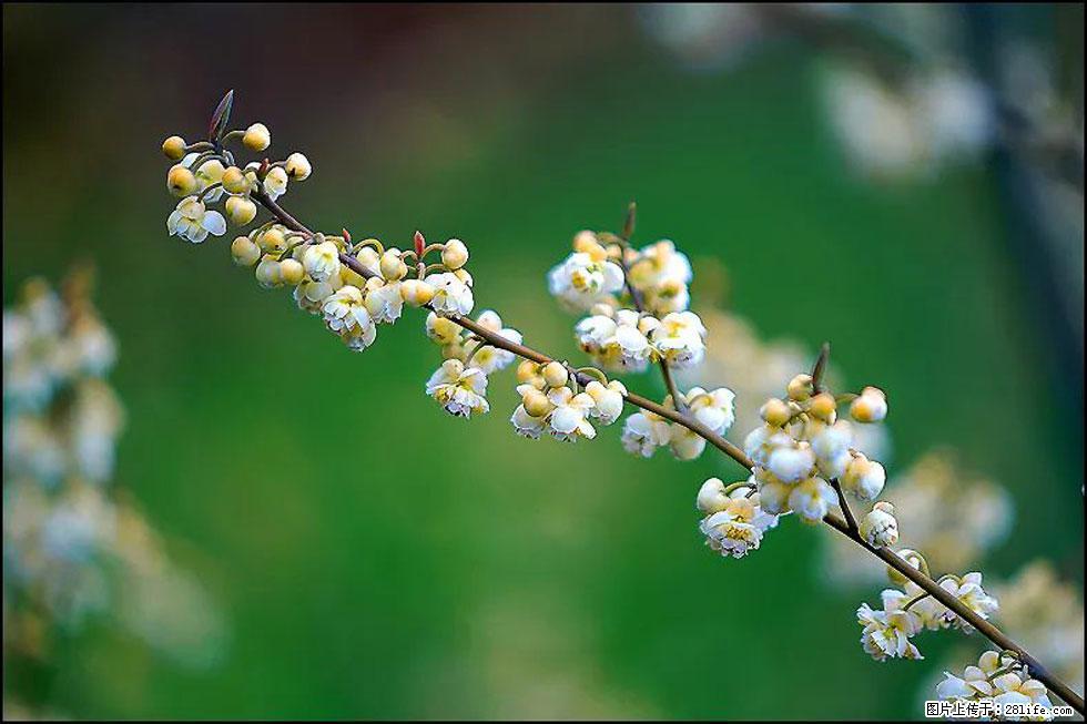 【春天,广西桂林灌阳县向您发出邀请!】米珠山前有片山苍子花在飘香 - 游山玩水 - 盐城生活社区 - 盐城28生活网 yancheng.28life.com