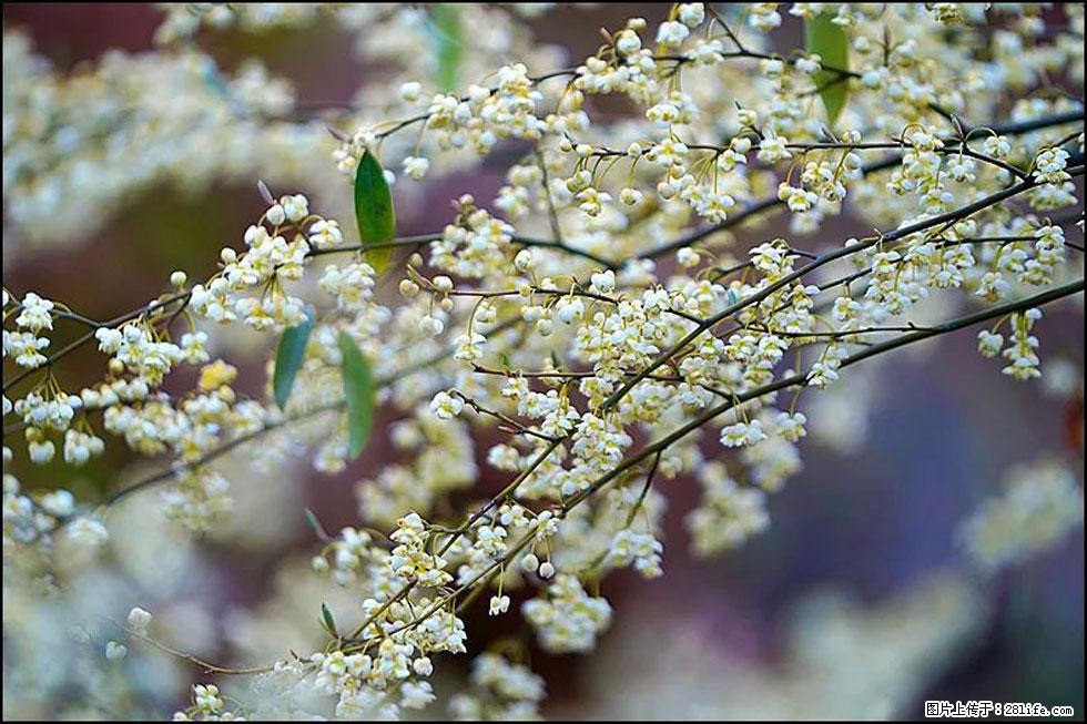 【春天,广西桂林灌阳县向您发出邀请!】米珠山前有片山苍子花在飘香 - 游山玩水 - 盐城生活社区 - 盐城28生活网 yancheng.28life.com