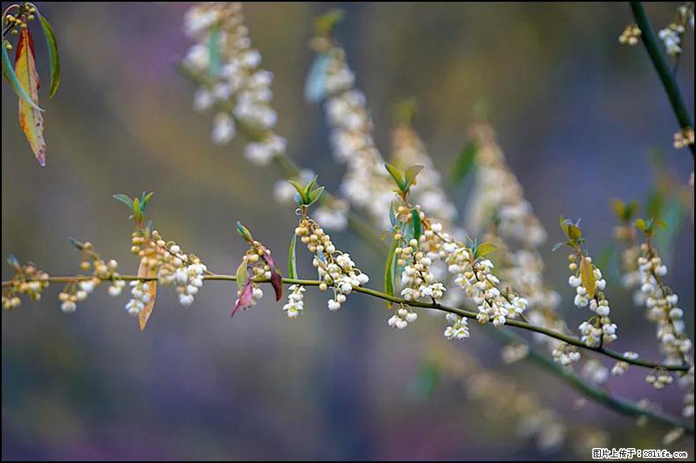 【春天,广西桂林灌阳县向您发出邀请!】米珠山前有片山苍子花在飘香 - 游山玩水 - 盐城生活社区 - 盐城28生活网 yancheng.28life.com