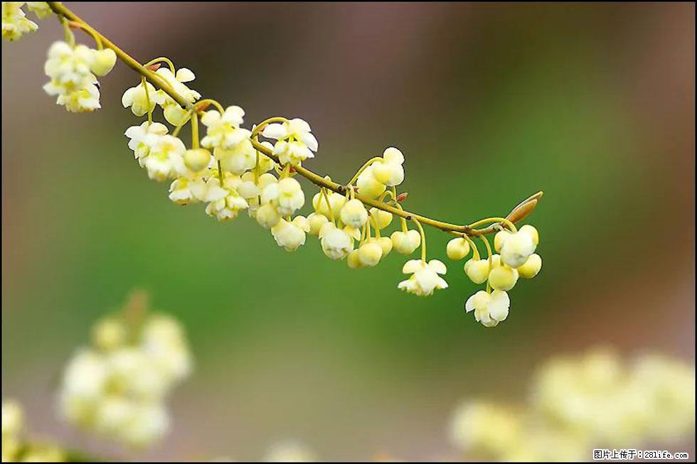 【春天,广西桂林灌阳县向您发出邀请!】米珠山前有片山苍子花在飘香 - 游山玩水 - 盐城生活社区 - 盐城28生活网 yancheng.28life.com