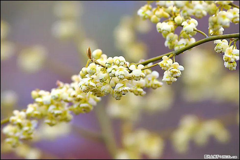 【春天,广西桂林灌阳县向您发出邀请!】米珠山前有片山苍子花在飘香 - 游山玩水 - 盐城生活社区 - 盐城28生活网 yancheng.28life.com