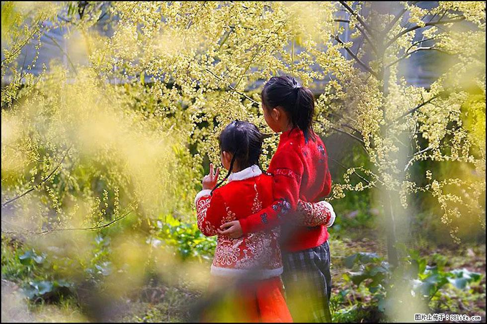 【春天,广西桂林灌阳县向您发出邀请!】米珠山前有片山苍子花在飘香 - 游山玩水 - 盐城生活社区 - 盐城28生活网 yancheng.28life.com