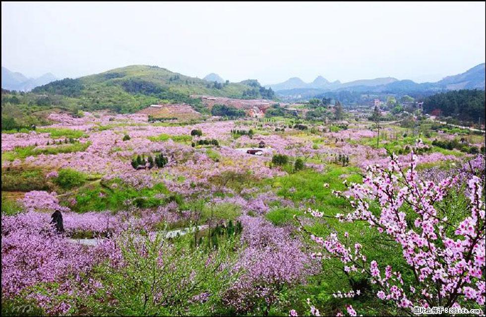 【春天,广西桂林灌阳县向您发出邀请!】官庄村有个醉美的桃花园 - 游山玩水 - 盐城生活社区 - 盐城28生活网 yancheng.28life.com