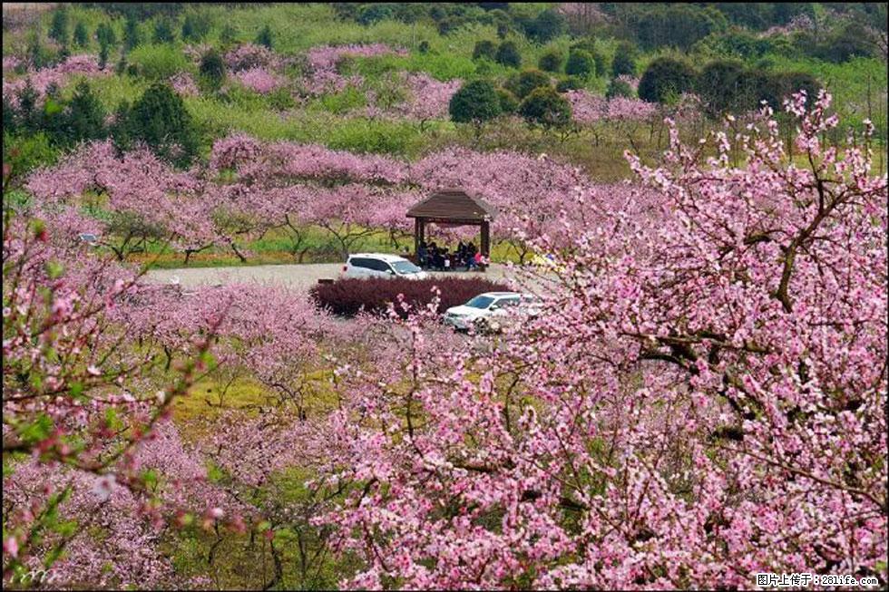 【春天,广西桂林灌阳县向您发出邀请!】官庄村有个醉美的桃花园 - 游山玩水 - 盐城生活社区 - 盐城28生活网 yancheng.28life.com