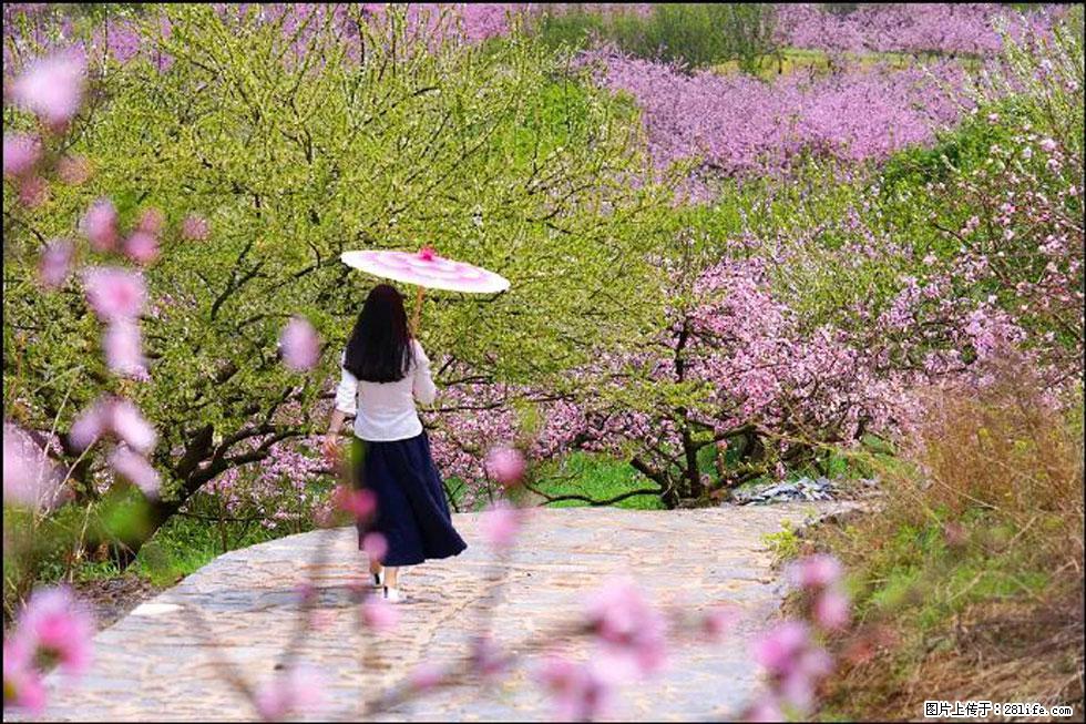 【春天,广西桂林灌阳县向您发出邀请!】官庄村有个醉美的桃花园 - 游山玩水 - 盐城生活社区 - 盐城28生活网 yancheng.28life.com