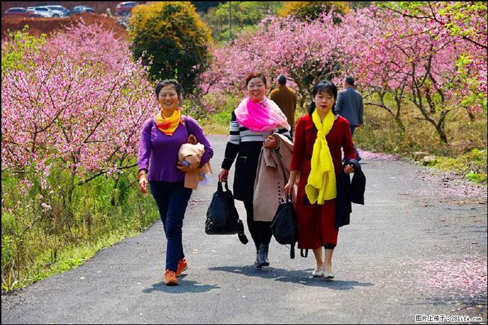 【春天,广西桂林灌阳县向您发出邀请!】官庄村有个醉美的桃花园 - 游山玩水 - 盐城生活社区 - 盐城28生活网 yancheng.28life.com