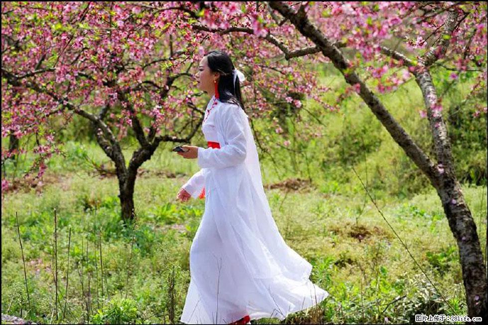 【春天,广西桂林灌阳县向您发出邀请!】官庄村有个醉美的桃花园 - 游山玩水 - 盐城生活社区 - 盐城28生活网 yancheng.28life.com