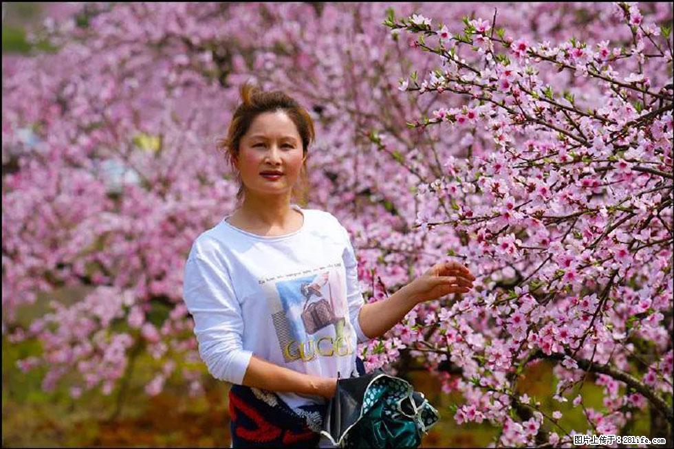 【春天,广西桂林灌阳县向您发出邀请!】官庄村有个醉美的桃花园 - 游山玩水 - 盐城生活社区 - 盐城28生活网 yancheng.28life.com