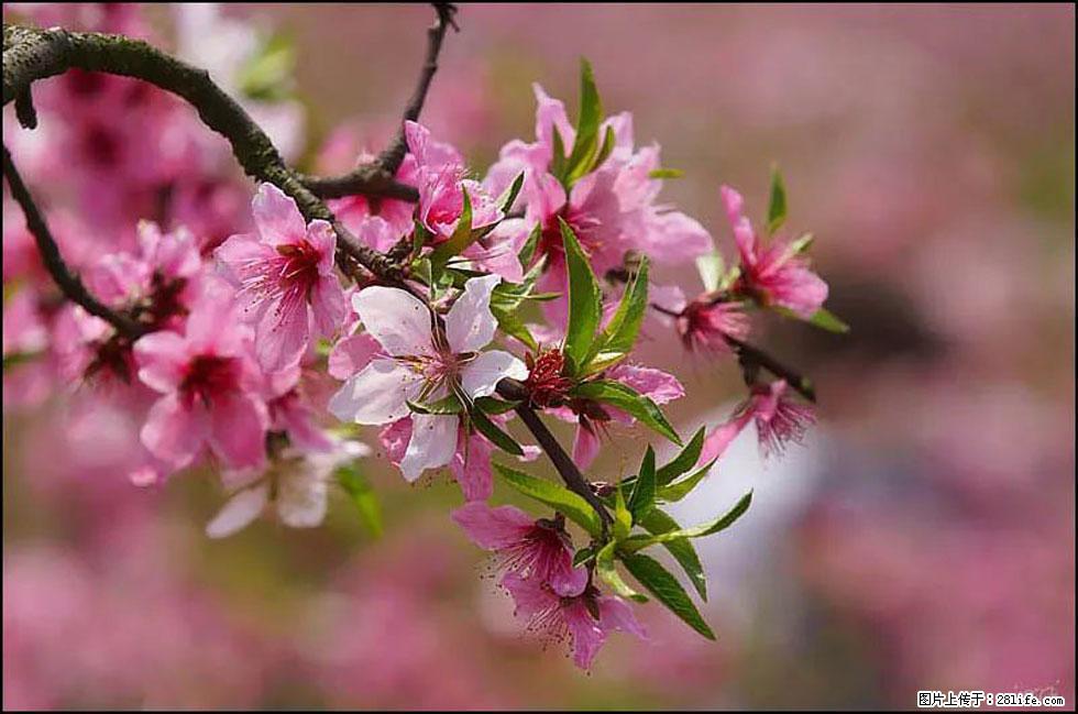 【春天,广西桂林灌阳县向您发出邀请!】官庄村有个醉美的桃花园 - 游山玩水 - 盐城生活社区 - 盐城28生活网 yancheng.28life.com