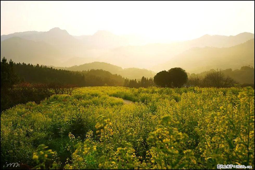 【春天,广西桂林灌阳县向您发出邀请!】长坪村油菜盛情花开 - 游山玩水 - 盐城生活社区 - 盐城28生活网 yancheng.28life.com
