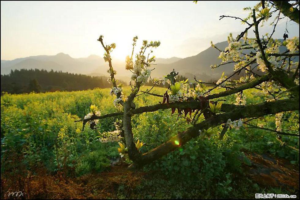 【春天,广西桂林灌阳县向您发出邀请!】长坪村油菜盛情花开 - 游山玩水 - 盐城生活社区 - 盐城28生活网 yancheng.28life.com