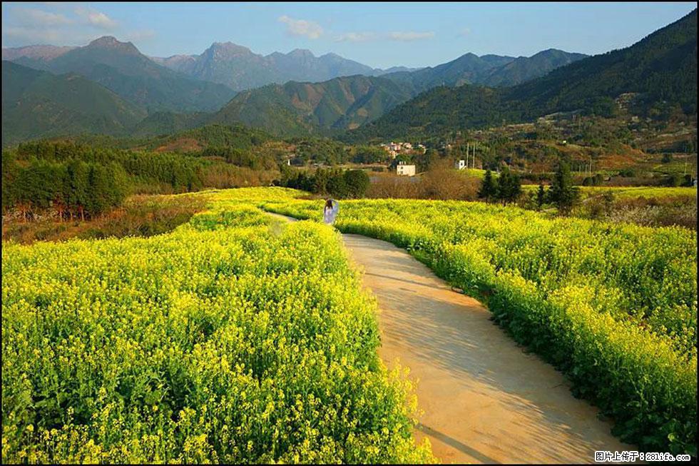 【春天,广西桂林灌阳县向您发出邀请!】长坪村油菜盛情花开 - 游山玩水 - 盐城生活社区 - 盐城28生活网 yancheng.28life.com