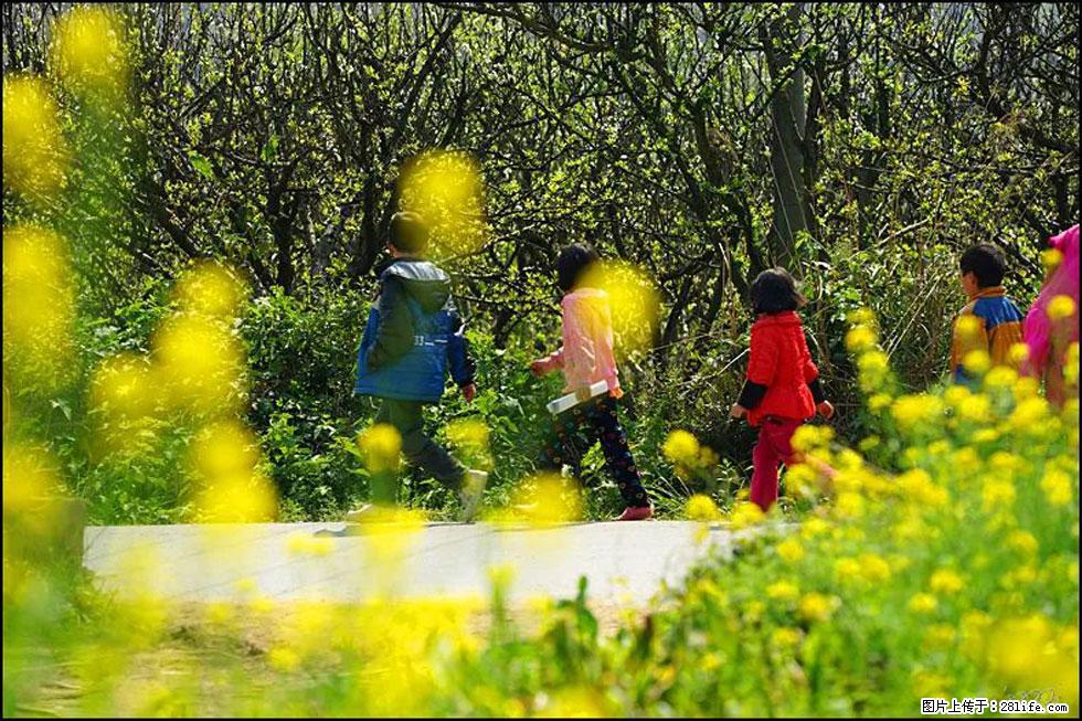 【春天,广西桂林灌阳县向您发出邀请!】长坪村油菜盛情花开 - 游山玩水 - 盐城生活社区 - 盐城28生活网 yancheng.28life.com