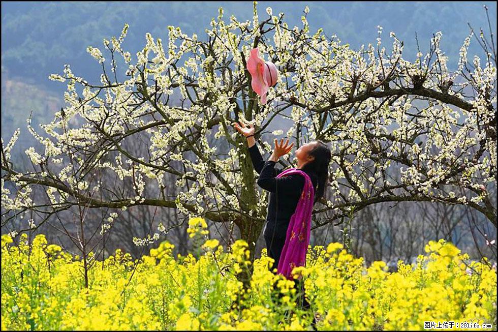 【春天,广西桂林灌阳县向您发出邀请!】长坪村油菜盛情花开 - 游山玩水 - 盐城生活社区 - 盐城28生活网 yancheng.28life.com