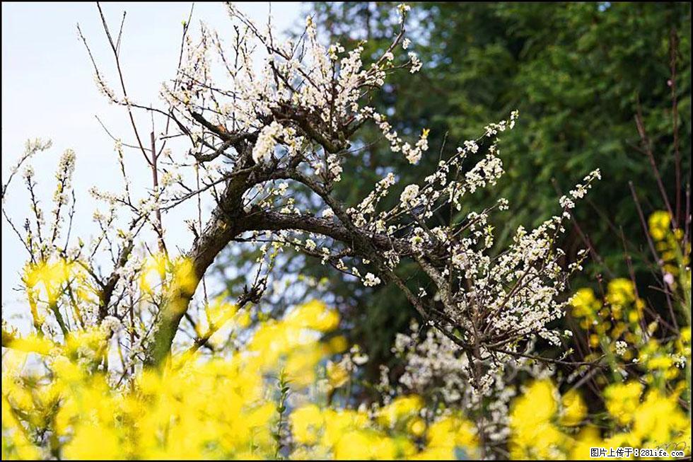 【春天,广西桂林灌阳县向您发出邀请!】长坪村油菜盛情花开 - 游山玩水 - 盐城生活社区 - 盐城28生活网 yancheng.28life.com