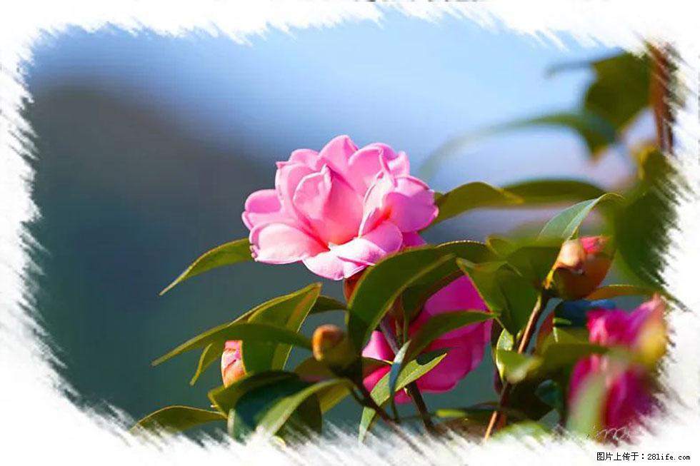 【春天,广西桂林灌阳县向您发出邀请!】杨柳井茶花惹人爱 - 游山玩水 - 盐城生活社区 - 盐城28生活网 yancheng.28life.com