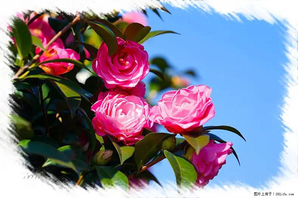 【春天,广西桂林灌阳县向您发出邀请!】杨柳井茶花惹人爱 - 游山玩水 - 盐城生活社区 - 盐城28生活网 yancheng.28life.com