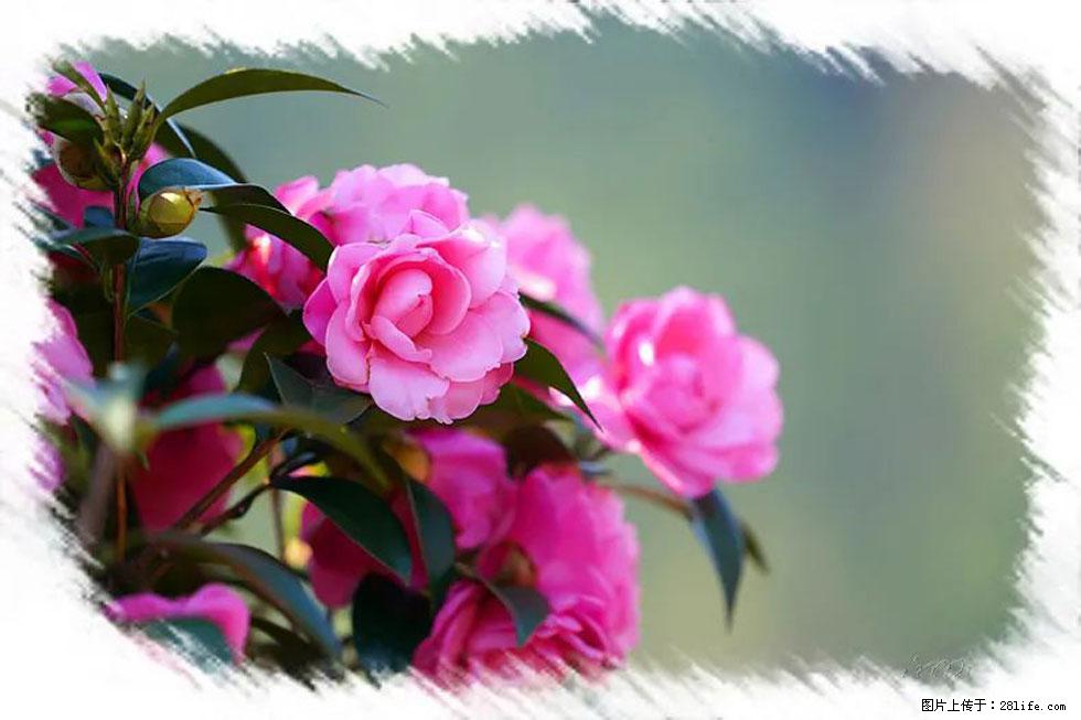 【春天,广西桂林灌阳县向您发出邀请!】杨柳井茶花惹人爱 - 游山玩水 - 盐城生活社区 - 盐城28生活网 yancheng.28life.com