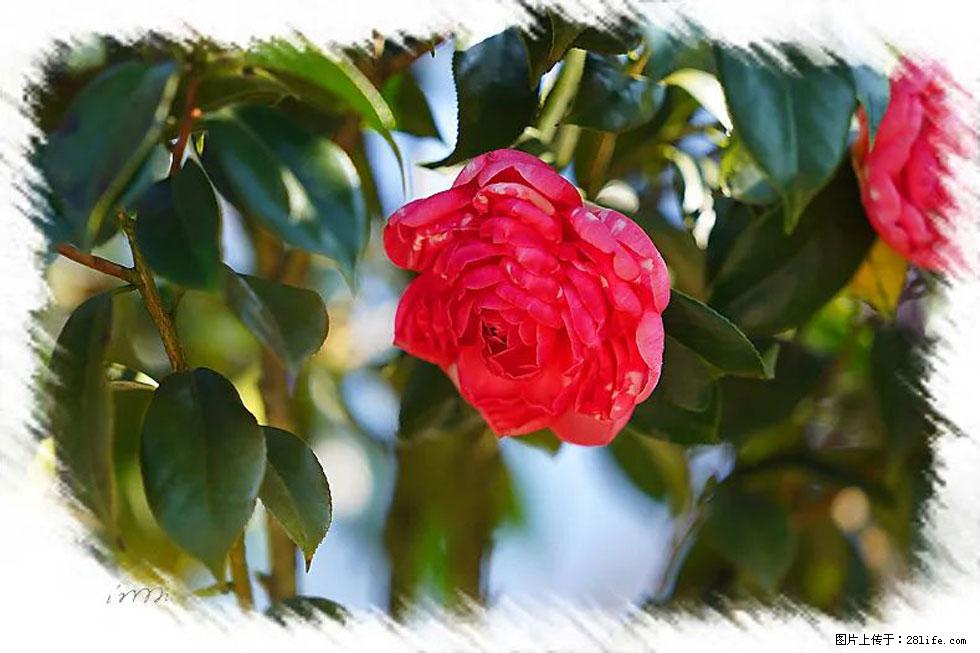 【春天,广西桂林灌阳县向您发出邀请!】杨柳井茶花惹人爱 - 游山玩水 - 盐城生活社区 - 盐城28生活网 yancheng.28life.com