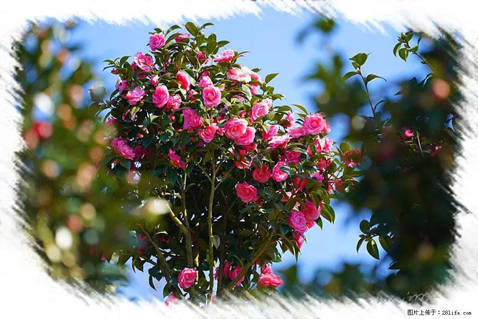 【春天,广西桂林灌阳县向您发出邀请!】杨柳井茶花惹人爱 - 游山玩水 - 盐城生活社区 - 盐城28生活网 yancheng.28life.com