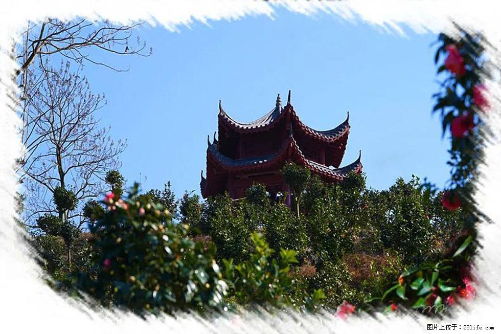 【春天,广西桂林灌阳县向您发出邀请!】杨柳井茶花惹人爱 - 游山玩水 - 盐城生活社区 - 盐城28生活网 yancheng.28life.com