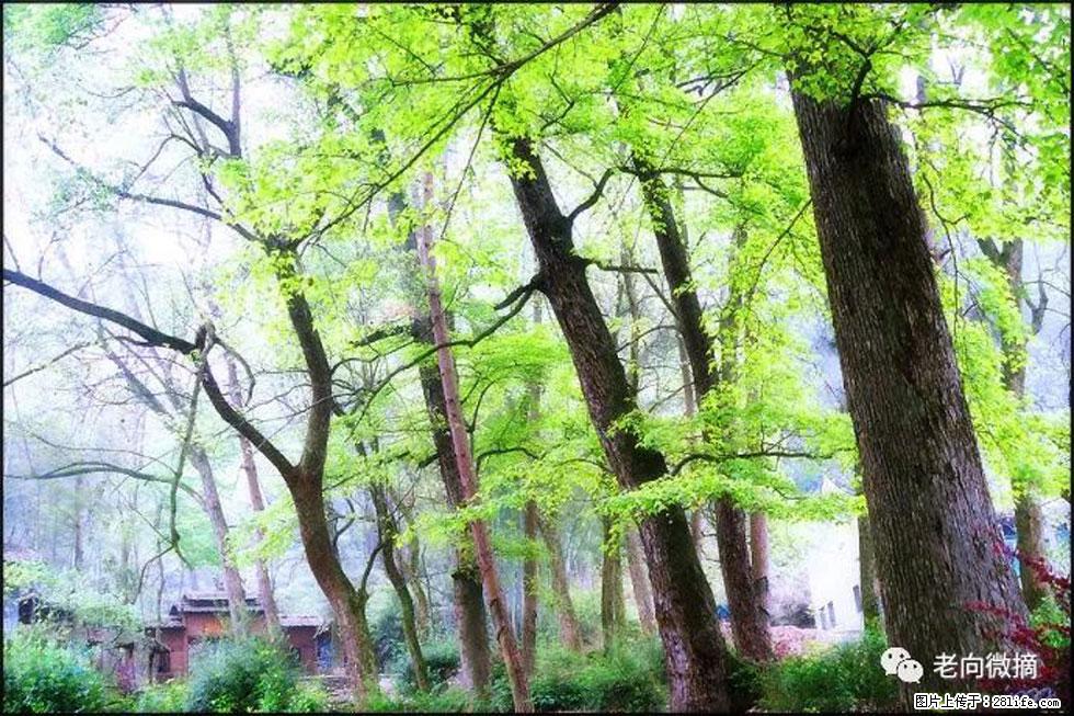 【春天,广西桂林灌阳县向您发出邀请!】在小龙村与春天约会 - 游山玩水 - 盐城生活社区 - 盐城28生活网 yancheng.28life.com