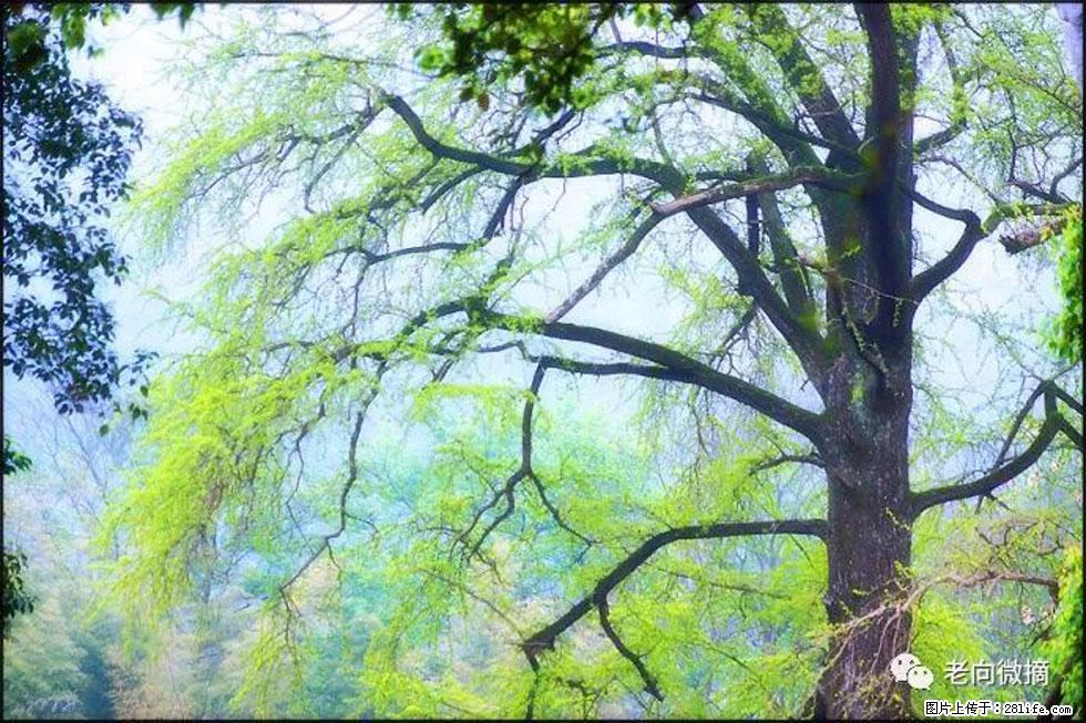 【春天,广西桂林灌阳县向您发出邀请!】在小龙村与春天约会 - 游山玩水 - 盐城生活社区 - 盐城28生活网 yancheng.28life.com