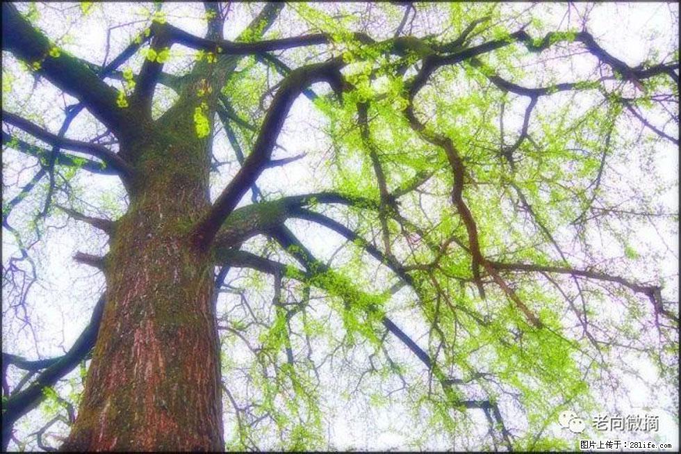 【春天,广西桂林灌阳县向您发出邀请!】在小龙村与春天约会 - 游山玩水 - 盐城生活社区 - 盐城28生活网 yancheng.28life.com