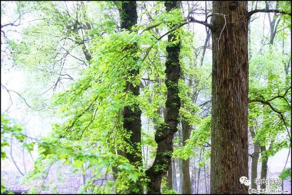 【春天,广西桂林灌阳县向您发出邀请!】在小龙村与春天约会 - 游山玩水 - 盐城生活社区 - 盐城28生活网 yancheng.28life.com