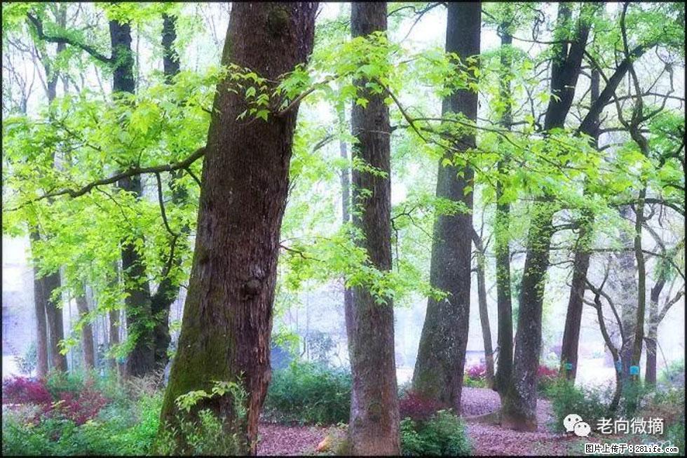 【春天,广西桂林灌阳县向您发出邀请!】在小龙村与春天约会 - 游山玩水 - 盐城生活社区 - 盐城28生活网 yancheng.28life.com