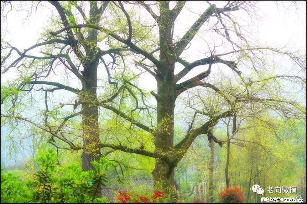 【春天,广西桂林灌阳县向您发出邀请!】在小龙村与春天约会 - 游山玩水 - 盐城生活社区 - 盐城28生活网 yancheng.28life.com