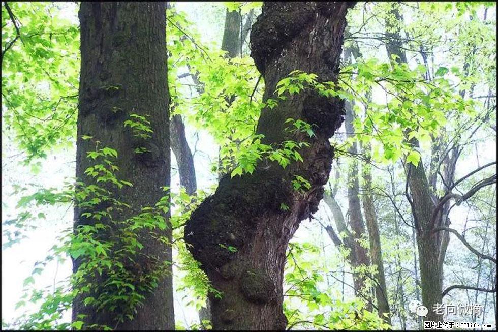 【春天,广西桂林灌阳县向您发出邀请!】在小龙村与春天约会 - 游山玩水 - 盐城生活社区 - 盐城28生活网 yancheng.28life.com