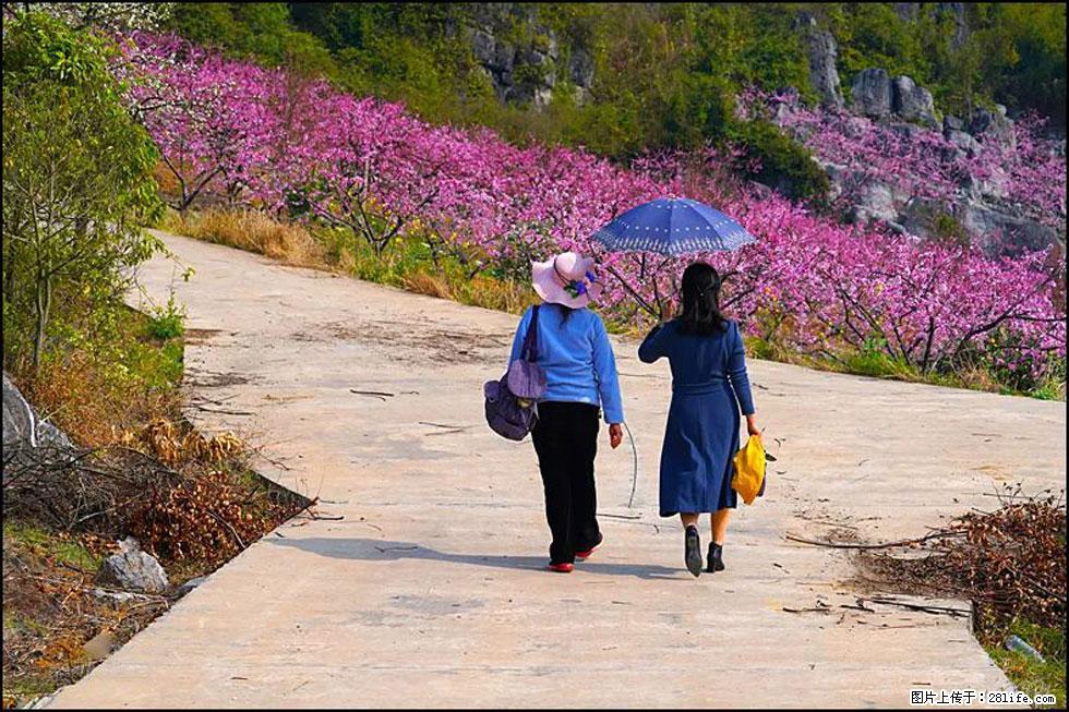 【春天,广西桂林灌阳县向您发出邀请!】望月岭上桃花开 - 游山玩水 - 盐城生活社区 - 盐城28生活网 yancheng.28life.com