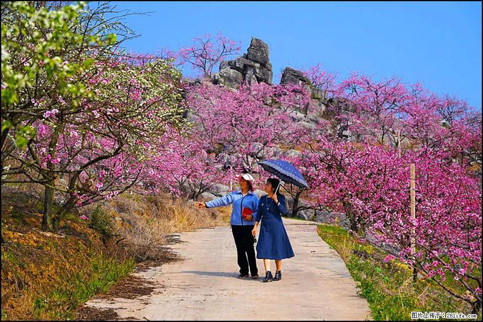 【春天,广西桂林灌阳县向您发出邀请!】望月岭上桃花开 - 游山玩水 - 盐城生活社区 - 盐城28生活网 yancheng.28life.com