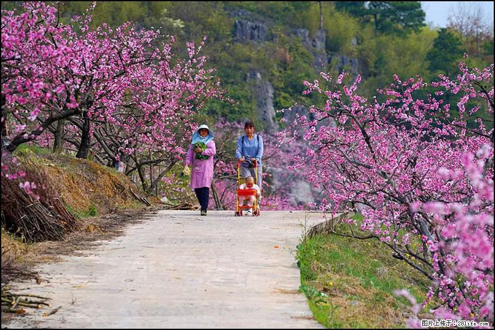 【春天,广西桂林灌阳县向您发出邀请!】望月岭上桃花开 - 游山玩水 - 盐城生活社区 - 盐城28生活网 yancheng.28life.com