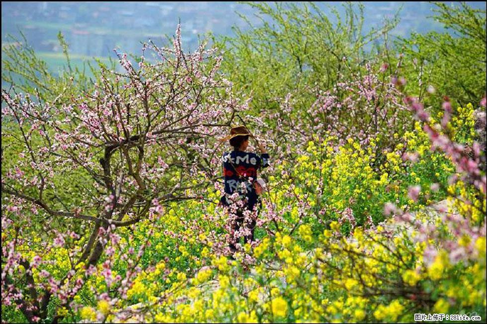 【春天,广西桂林灌阳县向您发出邀请!】望月岭上桃花开 - 游山玩水 - 盐城生活社区 - 盐城28生活网 yancheng.28life.com
