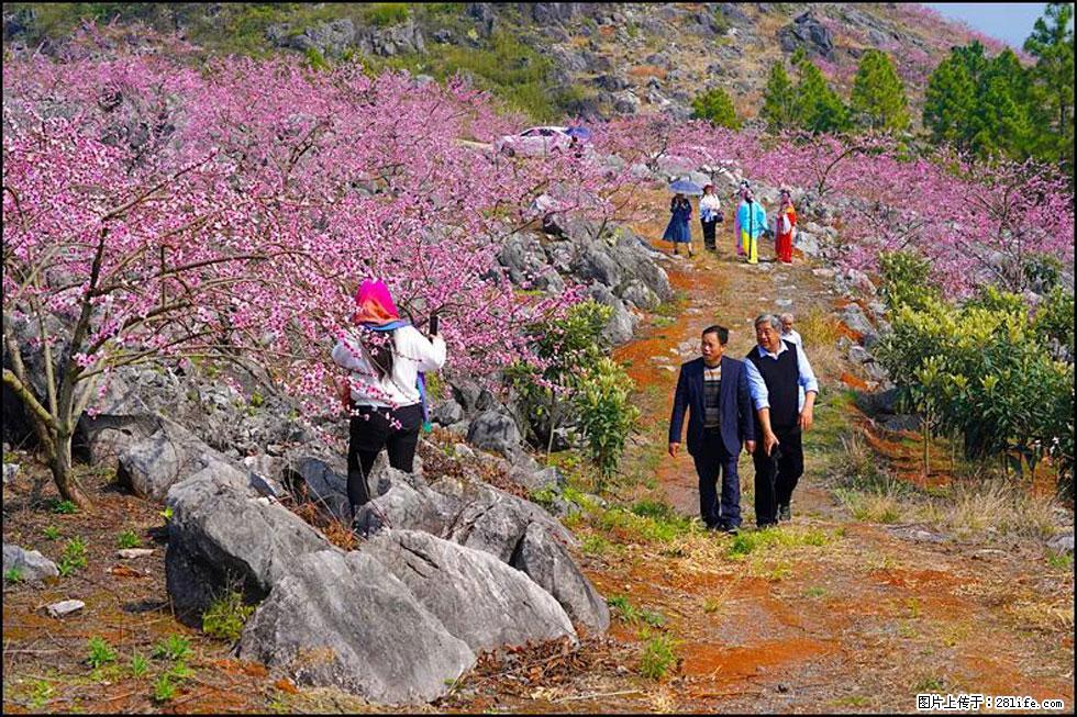 【春天,广西桂林灌阳县向您发出邀请!】望月岭上桃花开 - 游山玩水 - 盐城生活社区 - 盐城28生活网 yancheng.28life.com