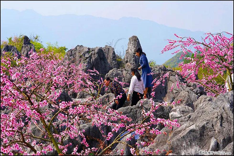 【春天,广西桂林灌阳县向您发出邀请!】望月岭上桃花开 - 游山玩水 - 盐城生活社区 - 盐城28生活网 yancheng.28life.com