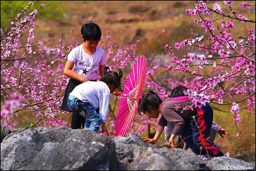【春天,广西桂林灌阳县向您发出邀请!】望月岭上桃花开 - 游山玩水 - 盐城生活社区 - 盐城28生活网 yancheng.28life.com