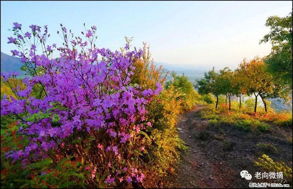 【春天,广西桂林灌阳县向您发出邀请!】登麒麟山,相约映山红 - 游山玩水 - 盐城生活社区 - 盐城28生活网 yancheng.28life.com