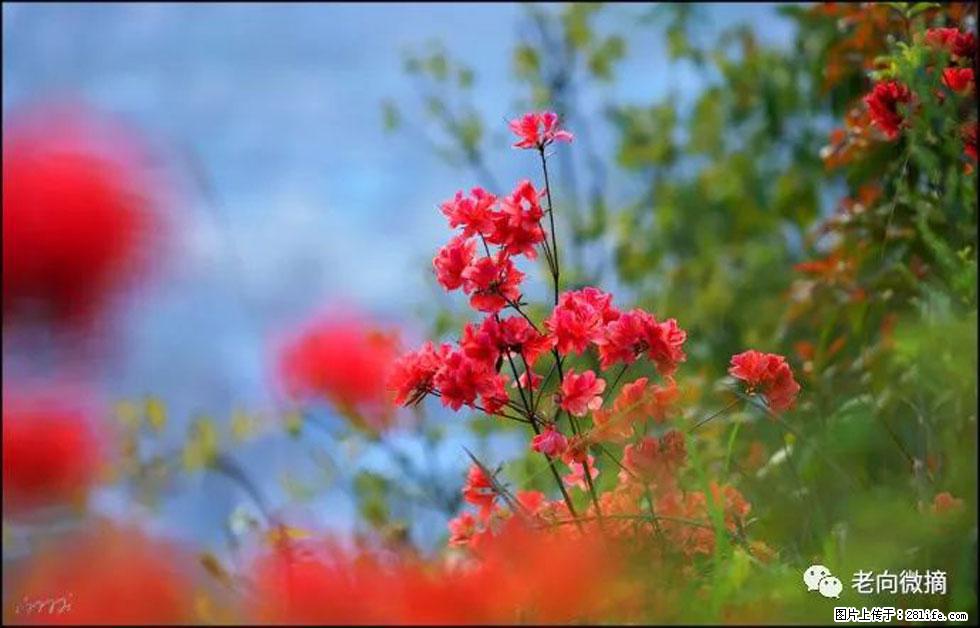 【春天,广西桂林灌阳县向您发出邀请!】登麒麟山,相约映山红 - 游山玩水 - 盐城生活社区 - 盐城28生活网 yancheng.28life.com