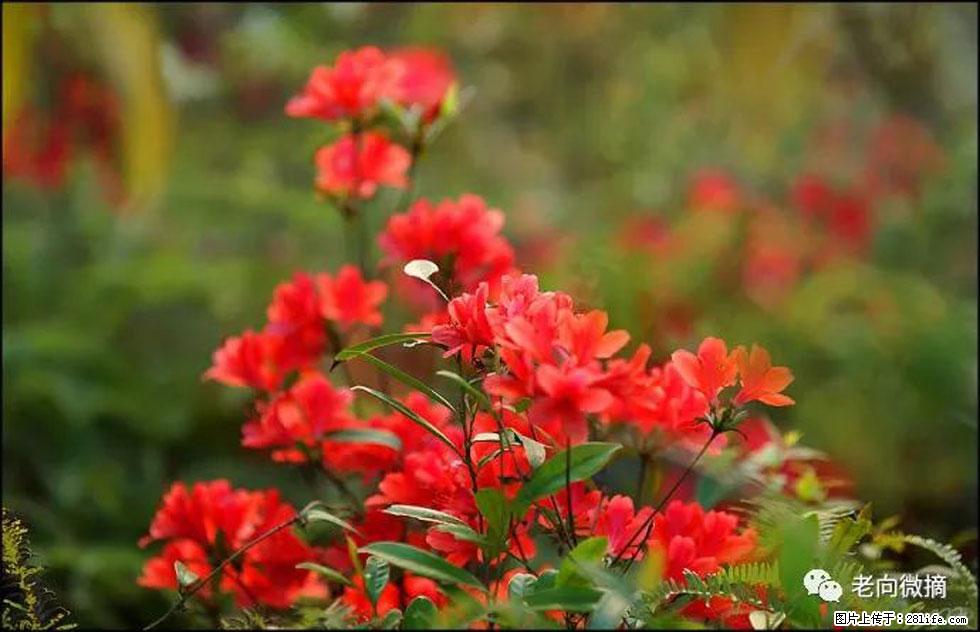 【春天,广西桂林灌阳县向您发出邀请!】登麒麟山,相约映山红 - 游山玩水 - 盐城生活社区 - 盐城28生活网 yancheng.28life.com