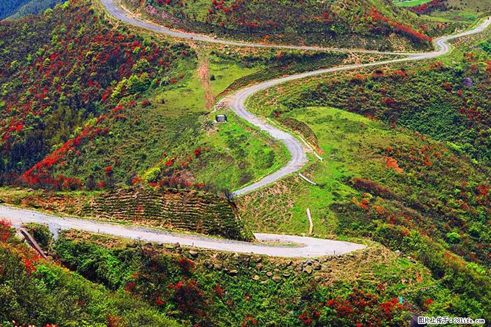 【春天,广西桂林灌阳县向您发出邀请!】春木界上映山红 - 游山玩水 - 盐城生活社区 - 盐城28生活网 yancheng.28life.com